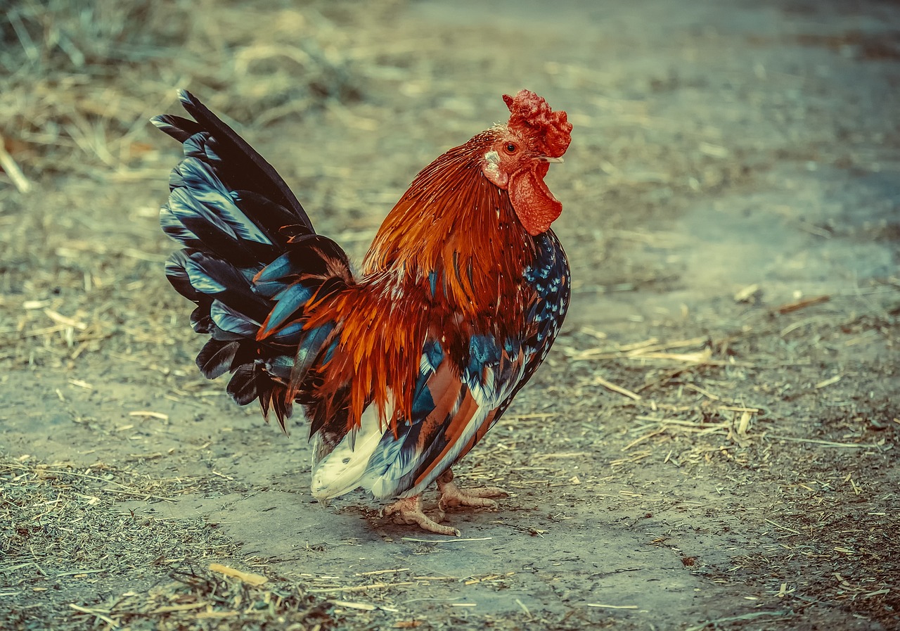 chicken, animal, poultry-3741144.jpg